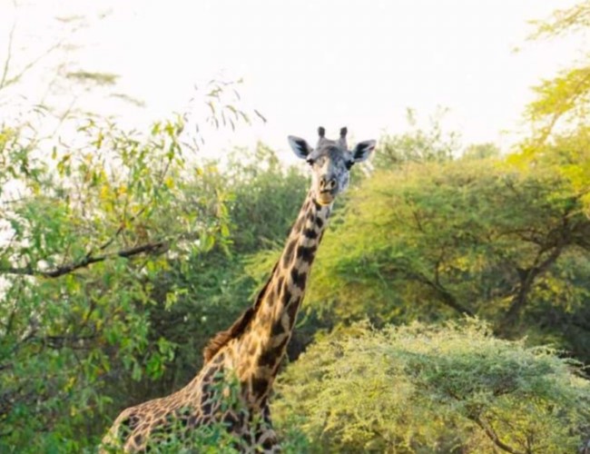 Lukusuzi National Park